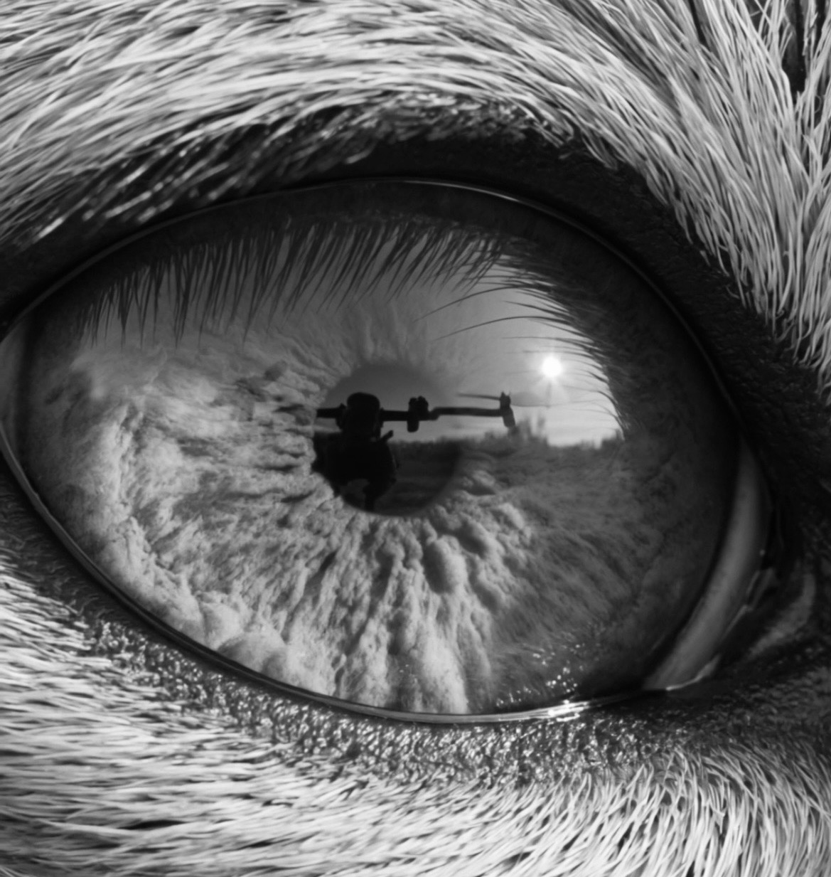 Primer plano del ojo de un perro, en blanco y negro, con un dron en pleno vuelo reflejado en la pupila